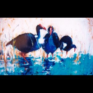 Purple swamp hen 2 by Ann Brosnan